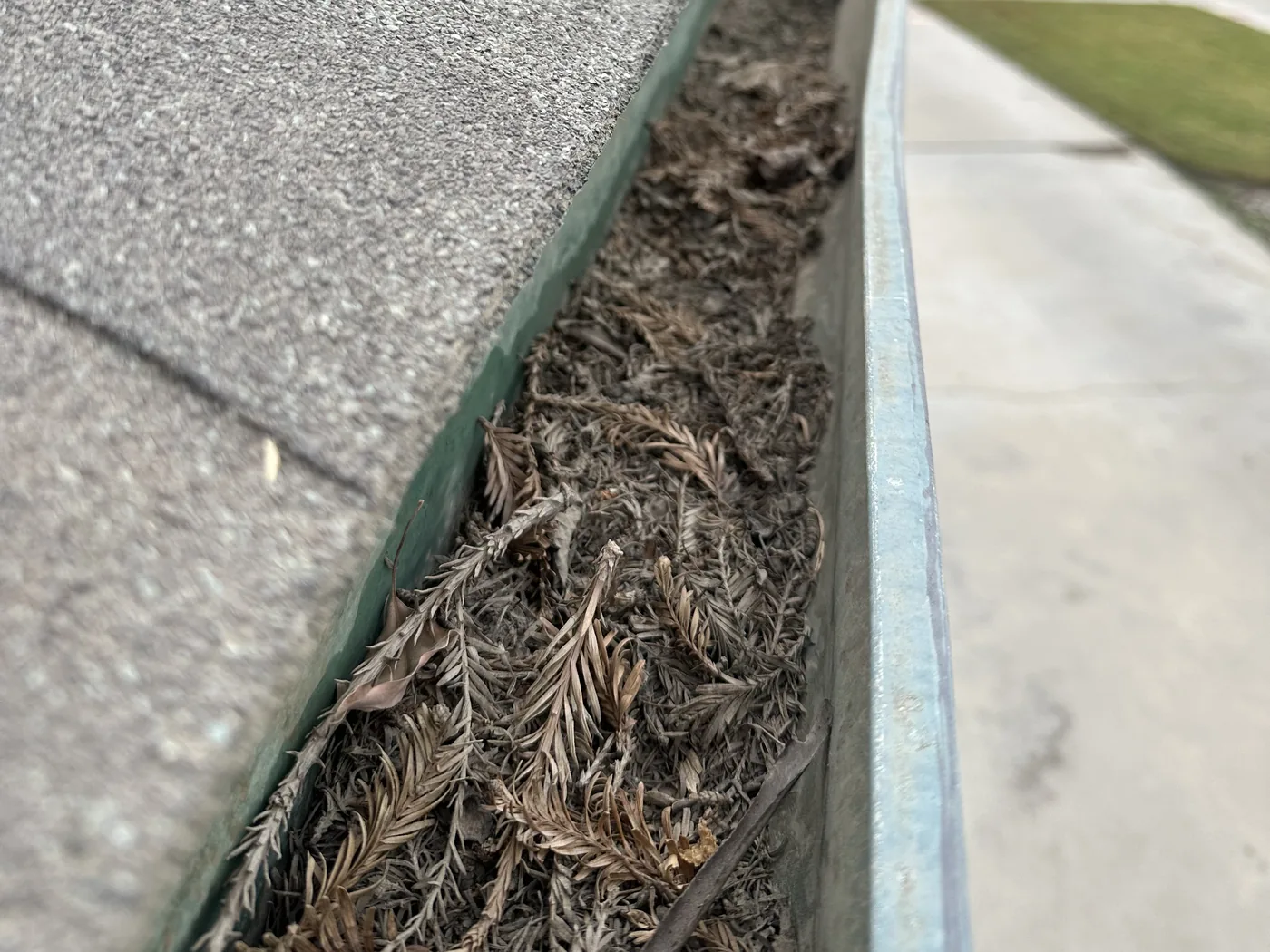 Before: a roof gutter packed with pine needles